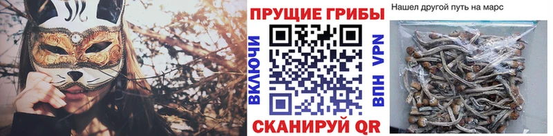 блэк спрут ссылки  купить наркоту  Прокопьевск  Псилоцибиновые грибы MAGIC MUSHROOMS 